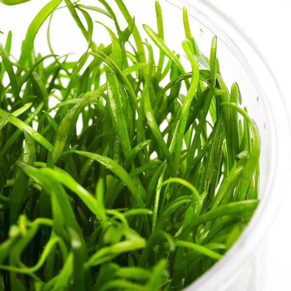 Lilaeopsis Novaezelandiae In Vitro Canlı Bitki