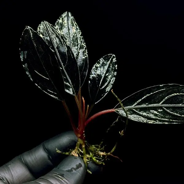 Bucephalandra Skeleton King Saksı Canlı Bitki