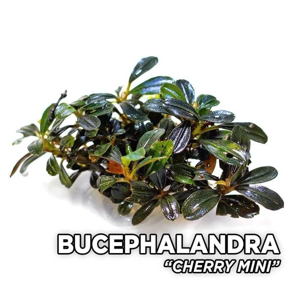 Bucephalandra Cherry Saksı Canlı Bitki