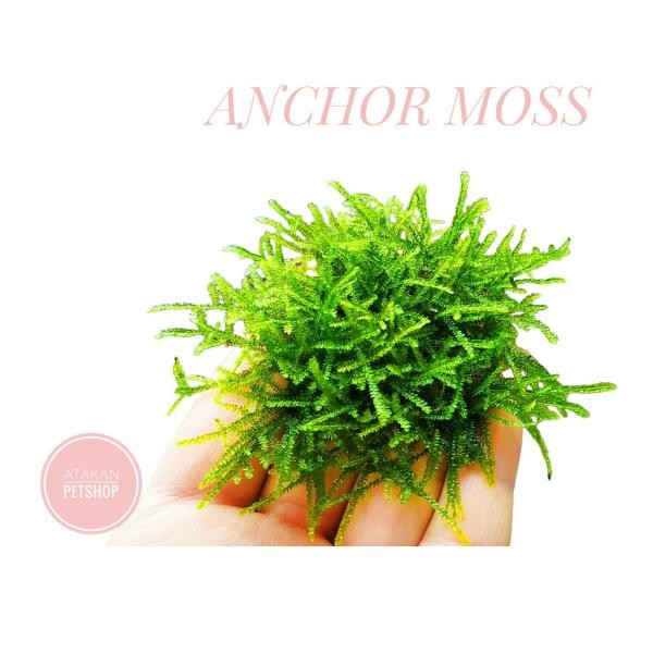 Anchor Moss Kutu Canlı Bitki