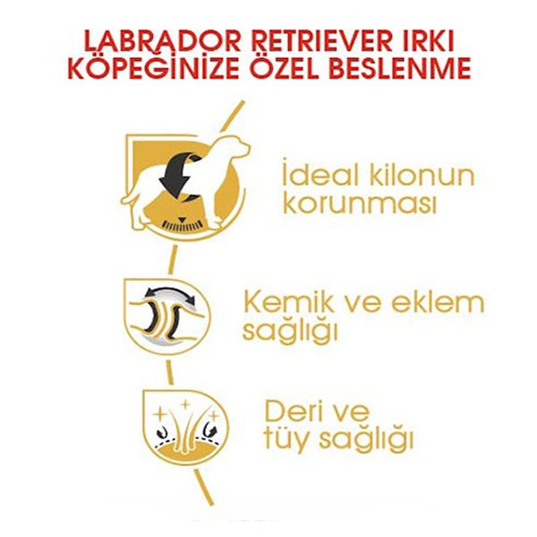 Royal Canin Adult Labrador Retriever Yetişkin Köpek Maması 12Kg