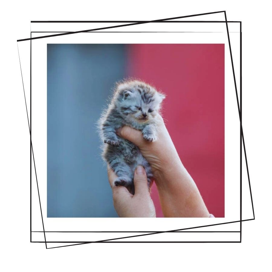 Yavru Kedi Bakımında Dikkat Edilmesi Gerekenler