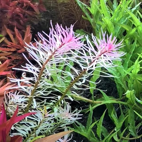 Ludwigia Sp White In Vitro Canlı Bitki