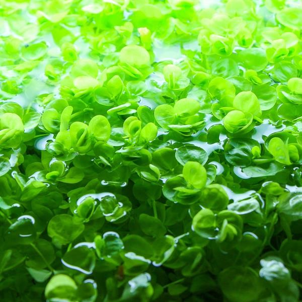 Hemianthus Umbrosum Saksı Canlı Bitki