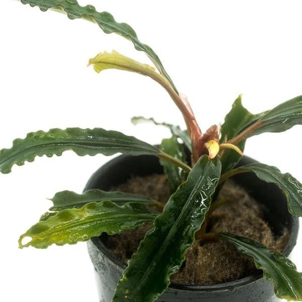 Bucephalandra Theia Saksı Canlı Bitki