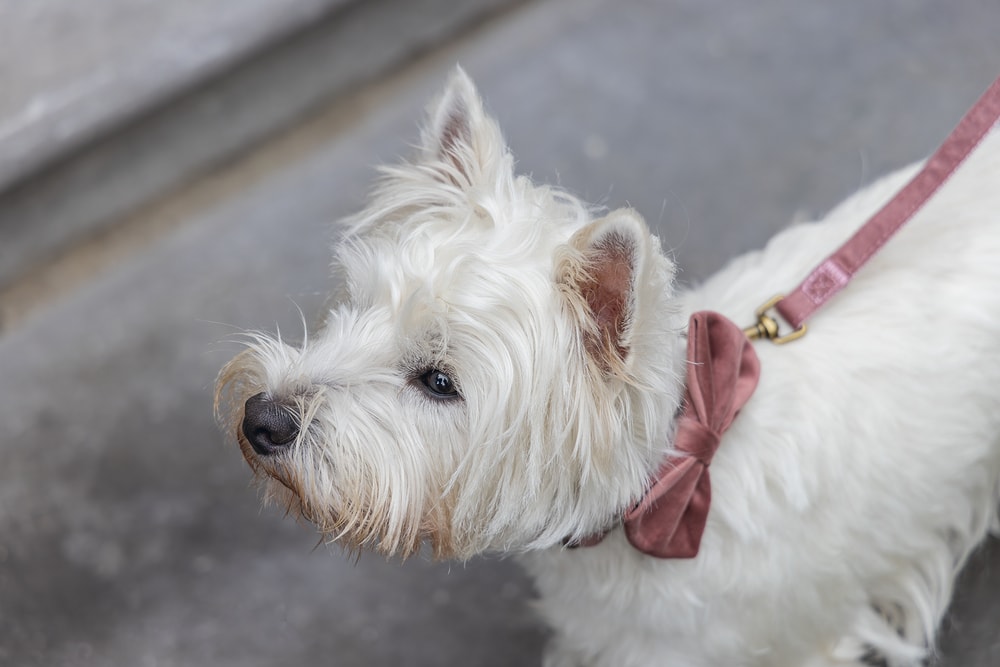 Beeztees DBL Köpek Papyonu, Kadife, Pembe, 9cm