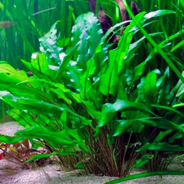 Cryptocoryne Wendtii Green In Vitro Canlı Bitki