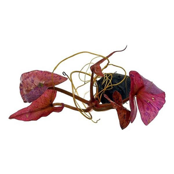 Nymphaea Rubra Bulb Lotus Soğanı (Kırmızı) Canlı Bitki