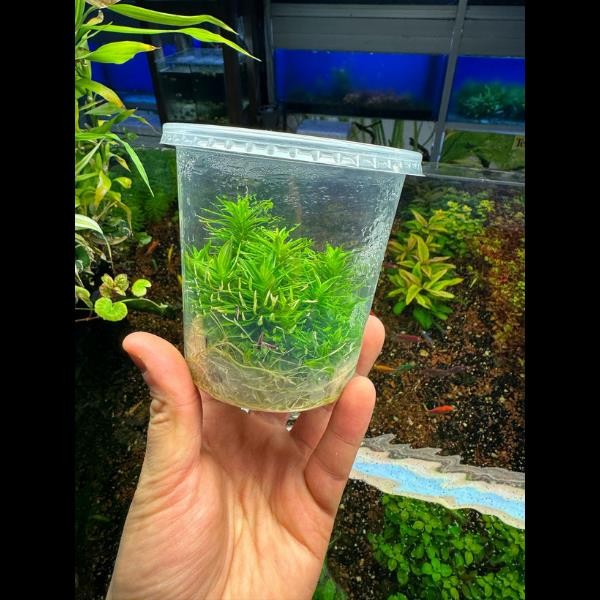 Pogostemon Erectus In Vitro Canlı Bitki 500cc