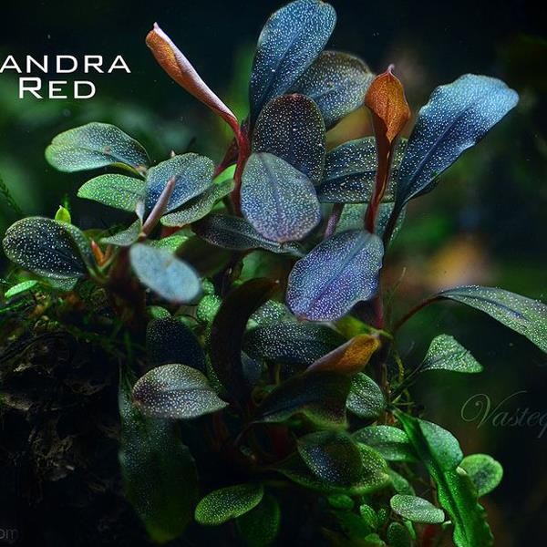 Bucephalandra Brownie Red Saksı Canlı Bitki