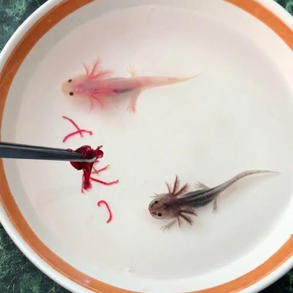 Axolotl Ambystoma Mexicanum 5-8 Cm