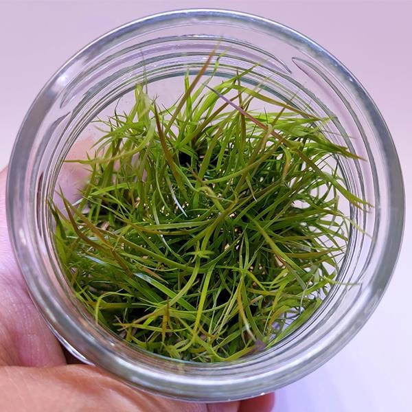 Juncus Repens In Vitro Canlı Bitki