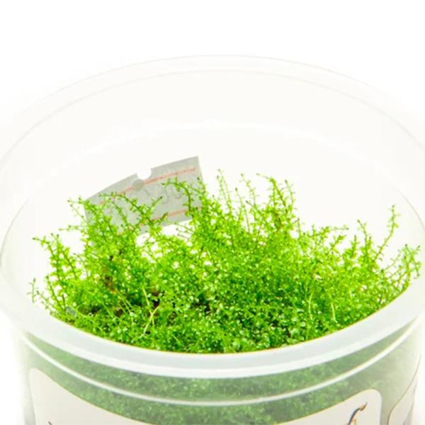 Pearl Moss Cup Canlı Bitki