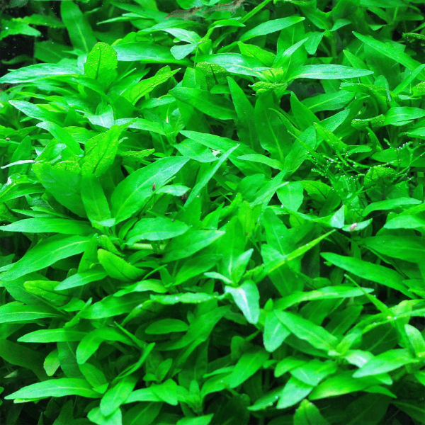 Staurogyne Repens Cup In Vitro Canlı Bitki