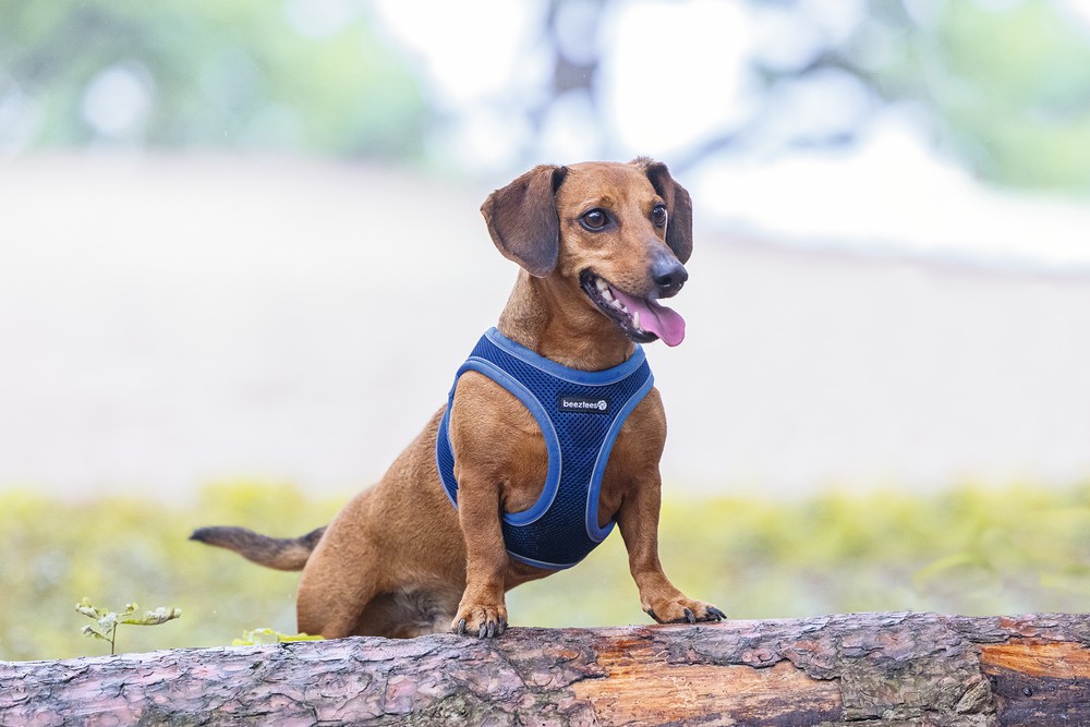 Beeztees Köpek Göğüs Tasması, Neopren, Mavi, S, 38-44cm