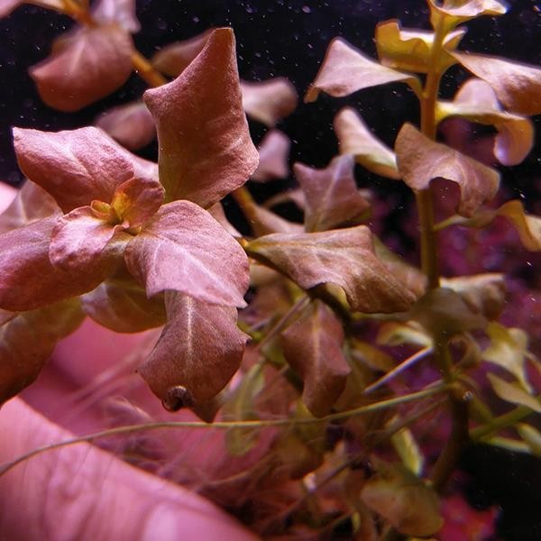 Ludwigia Ovalis Pink Saksı Canlı Bitki