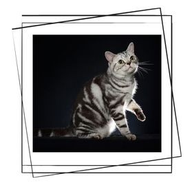 American Shorthair Kedisi