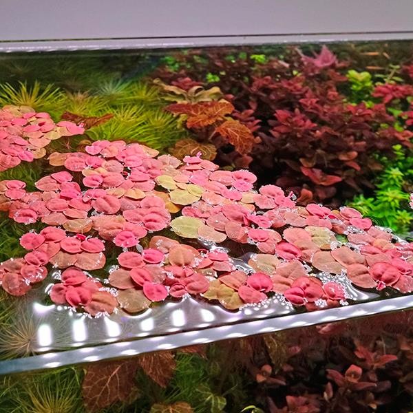 Phyllanthus Fluitans Red In Vitro Canlı Bitki