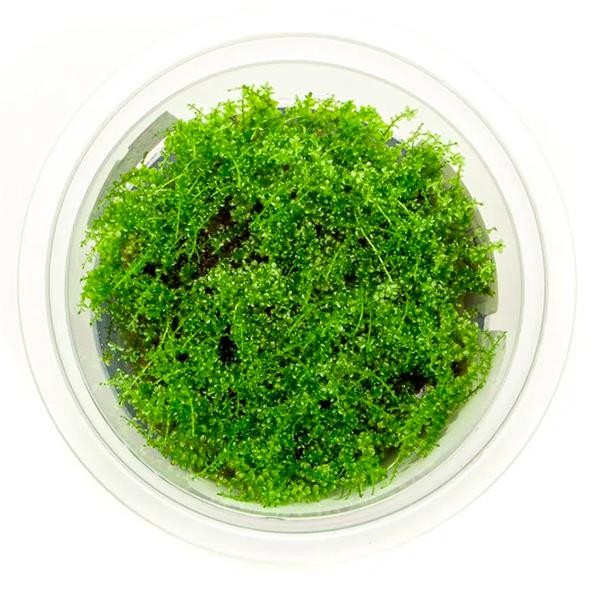 Pearl Moss Cup Canlı Bitki