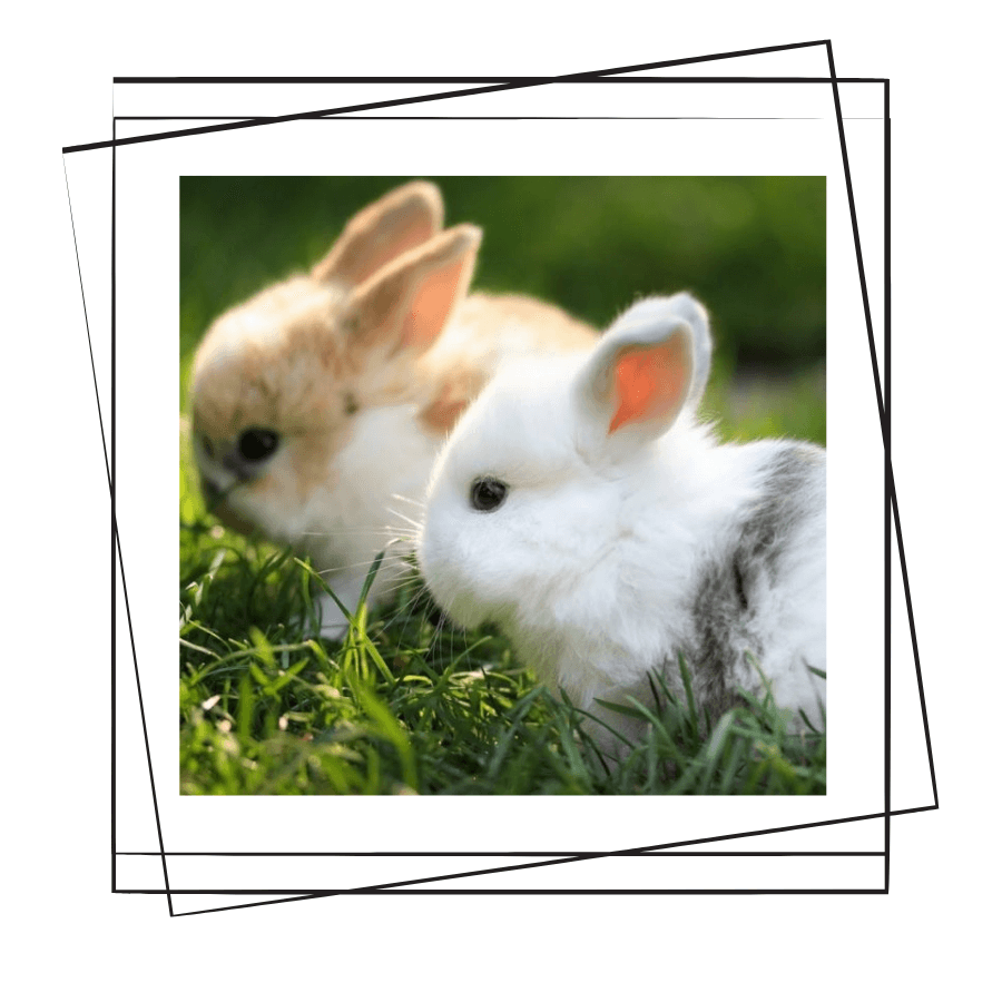 Tavşanlarda Kemirme Taşı Kullanımı