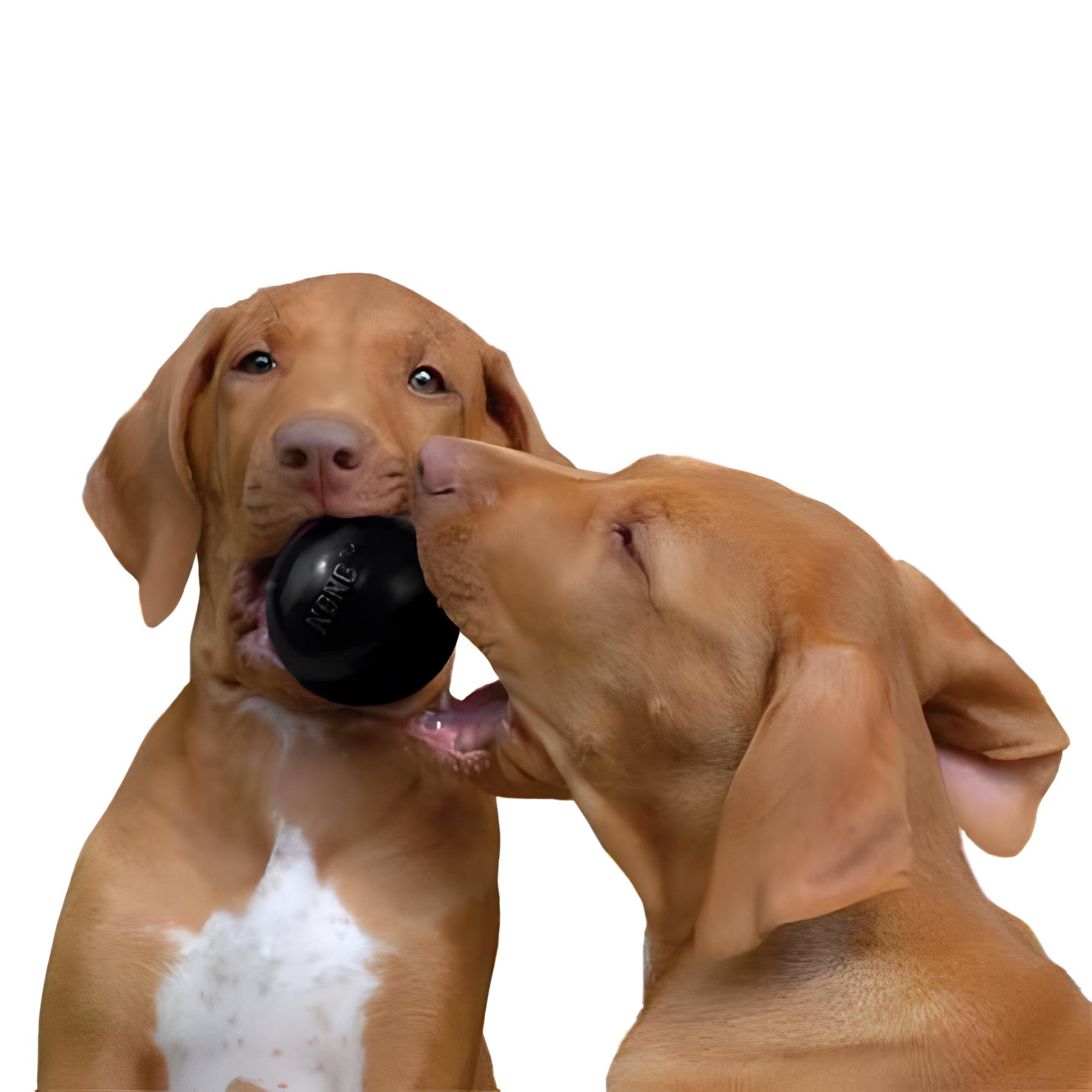 Kong Extreme Köpekler İçin Top Şeklinde Çok Amaçlı Isırma Oyuncağı Ultra Sert S