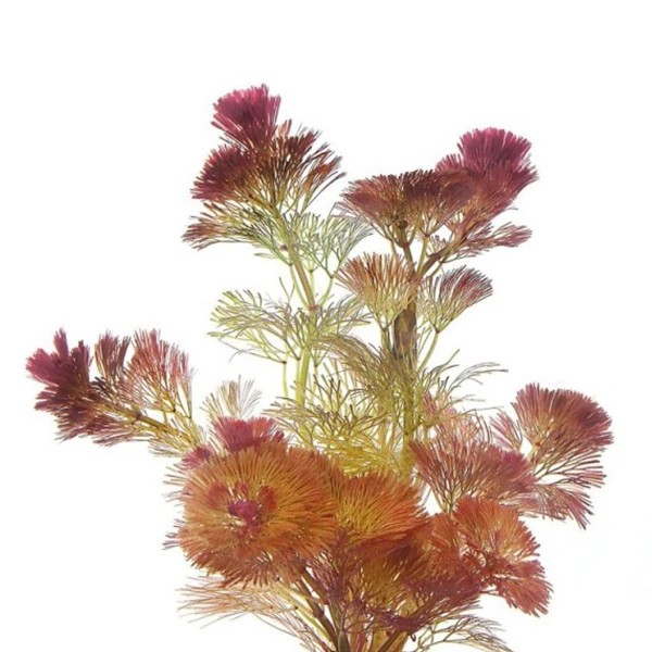 Cabomba Purple Saksı Canlı Bitki