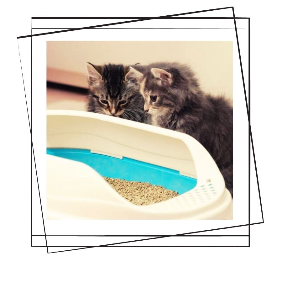 Kedilerin Tuvalet Alışkanlıkları