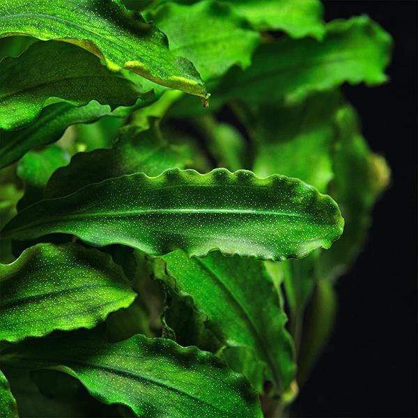 Bucephalandra Bukit Kelam In Vitro Canlı Bitki