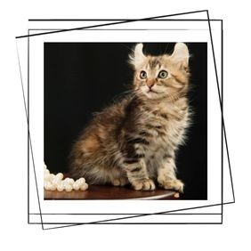 American Curl Kedisi