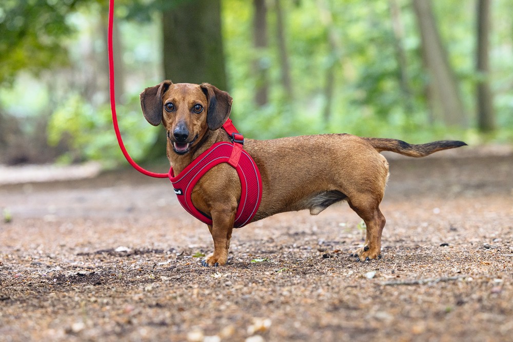 Beeztees Köpek Göğüs Tasması, Neopren, Kırmızı, XS, 30-35cm
