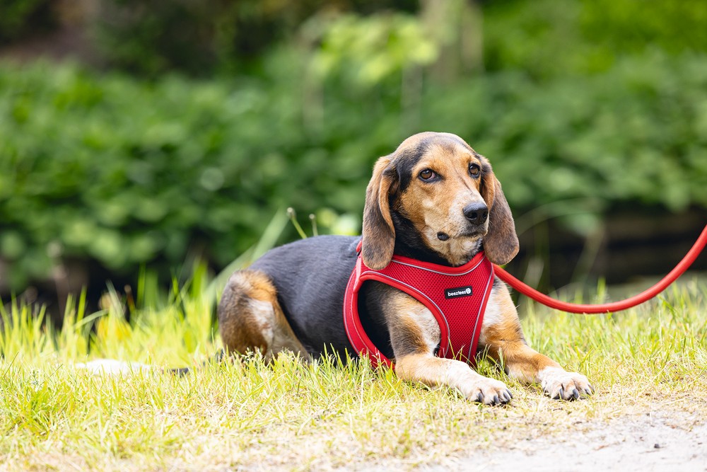Beeztees Köpek Göğüs Tasması, Neopren, Kırmızı, M, 41-46cm