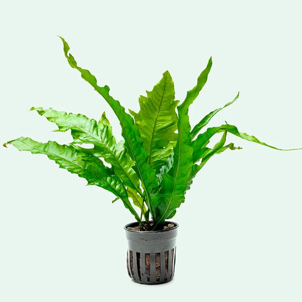 Microsorum Pteropus Apc Sunrise Saksı Canlı Bitki