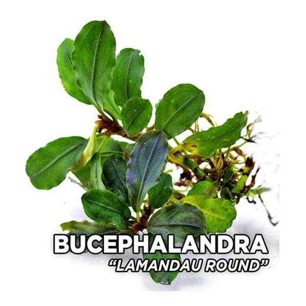Bucephalandra Lamandau Round Saksı Canlı Bitki