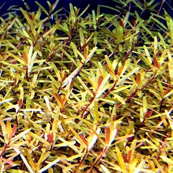 Rotala Manipurensis Saksı Canlı Bitki