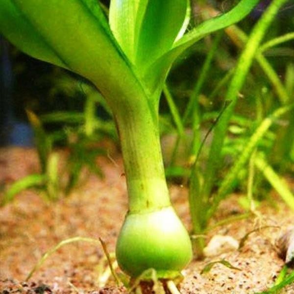 Crinum Thaianum Soğan Canlı Bitki