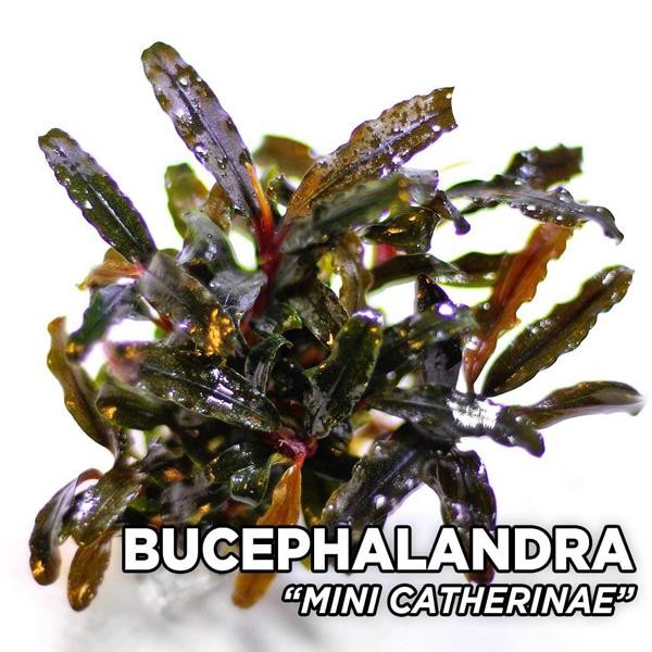 Bucephalandra Mini Catherine Saksı Canlı Bitki