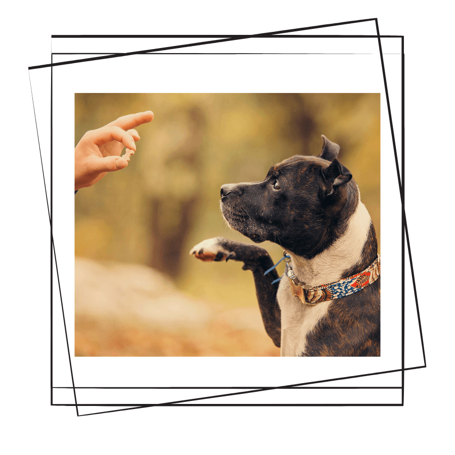 Köpeklerde Ödül Maması Kullanımı