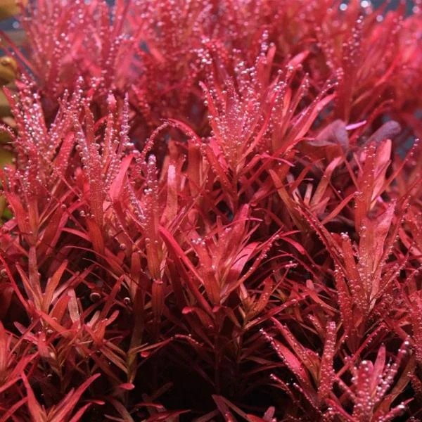 Rotala Sp Vietnam In Vitro Canlı Bitki