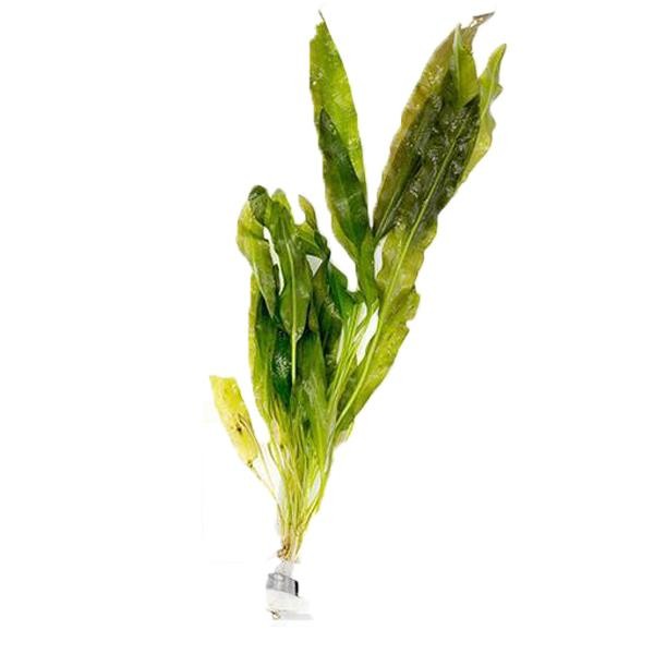 Aponogeton Crispus Saksı Canlı Bitki