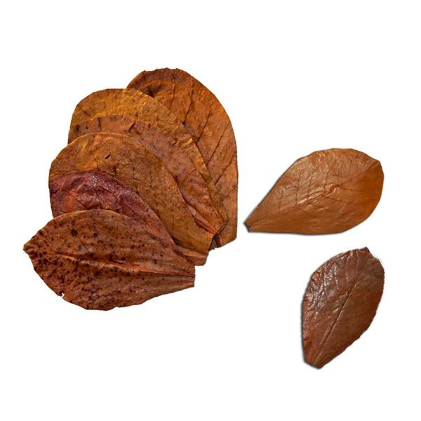 Catappa Yaprağı XS 3-7 Cm 25li Paket