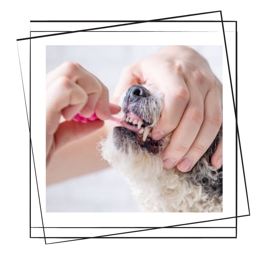 Köpeklerde Ağız ve Diş Sağlığı
