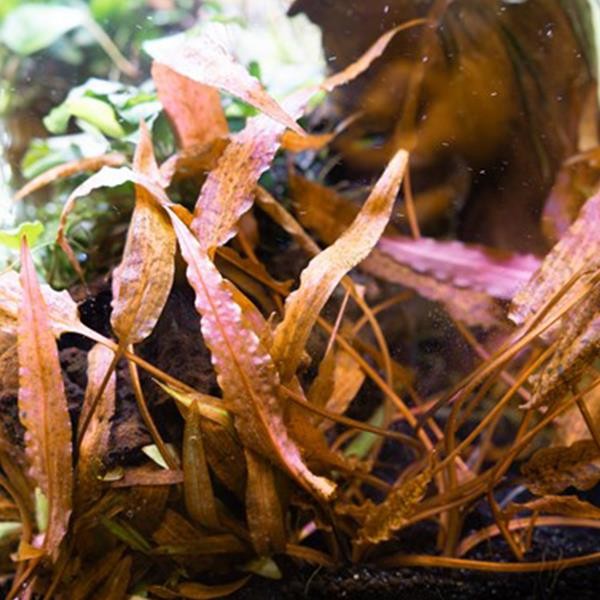 Cryptocoryne Affinis Red Saksı Canlı Bitki