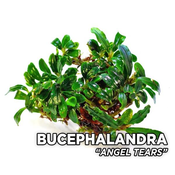 Bucephalandra Angel Tears Saksı Canlı Bitki
