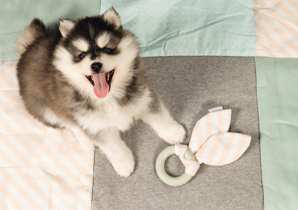 Beeztees Yavru Köpek Diş Oyuncağı, İçi Dolu Halka ve Kumaş, Kauçuk, Yeşil, 8,5cm