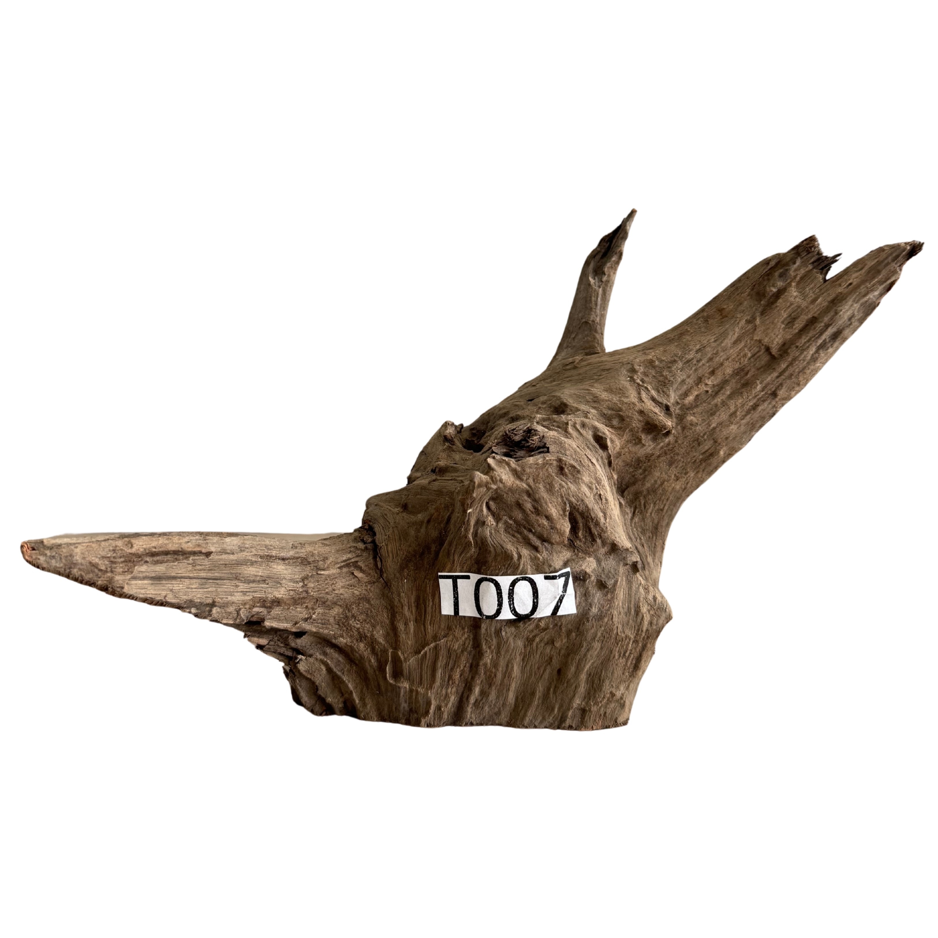 Tree Wood 7