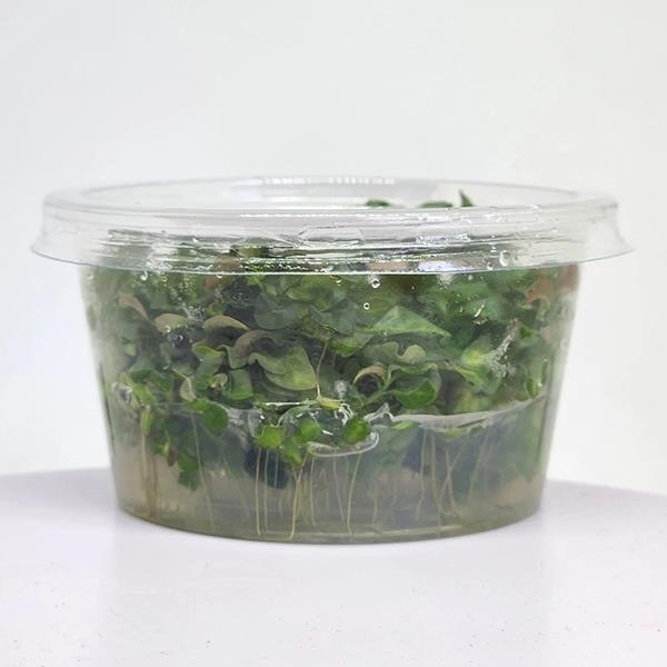 Ludwigia Sp White In Vitro Canlı Bitki