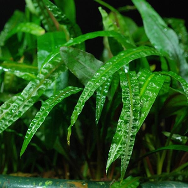 Cryptocoryne Crispatula In Vitro Canlı Bitki