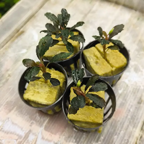 Bucephalandra Brownie Purple Saksı Canlı Bitki