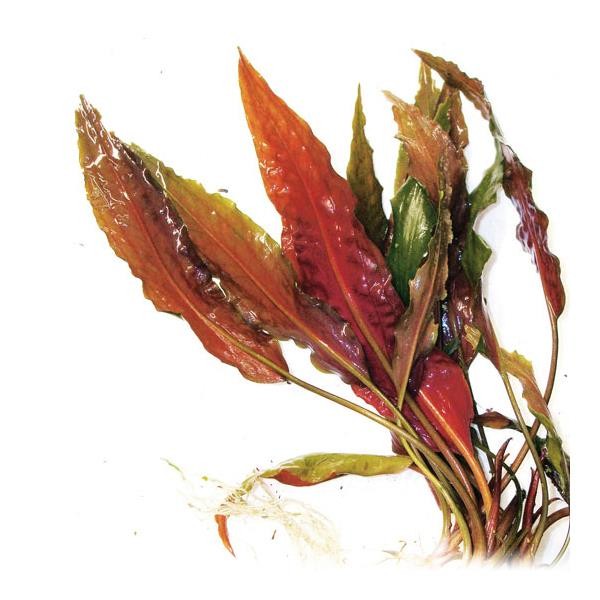Cryptocoryne Usteriana Red Saksı Canlı Bitki