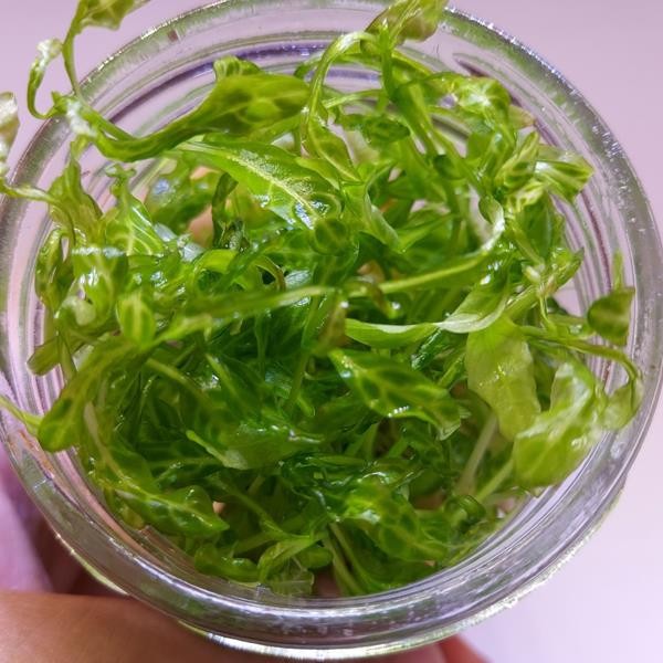 Hygrophila Rosanervis In Vitro Canlı Bitki